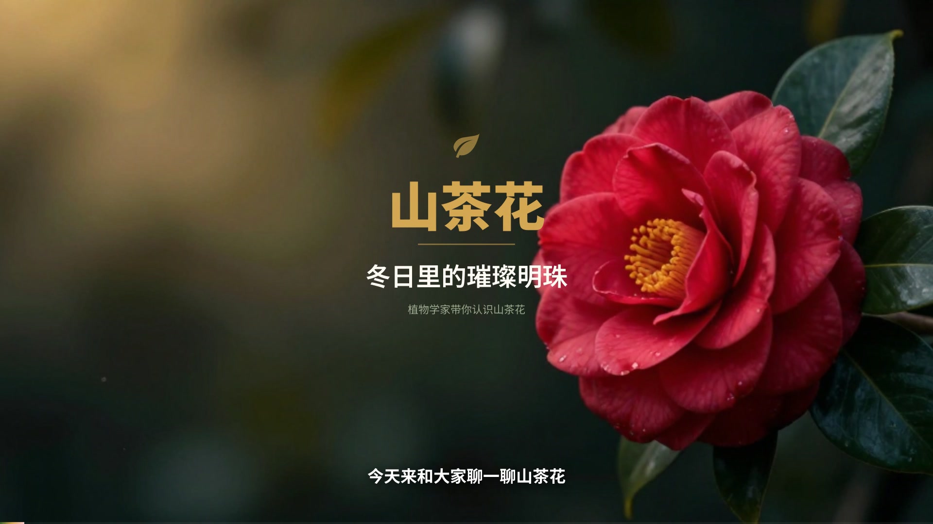 山茶花的秘密 — AI VibeKnow视频